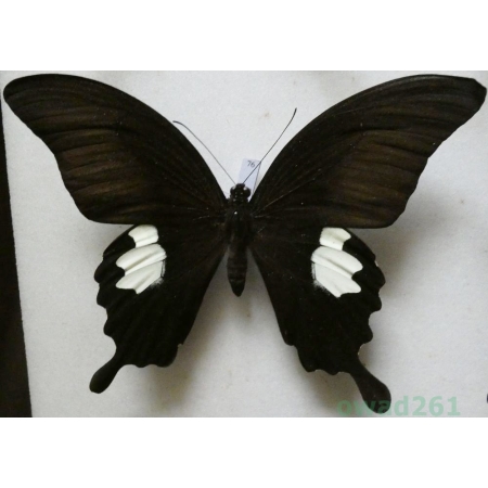 Papilio sataspes Felder & Felder, 1864 Indonesia, Sulawesi 119mm76